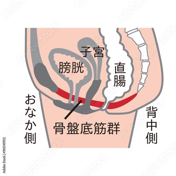 Obraz 骨盤底筋群の図