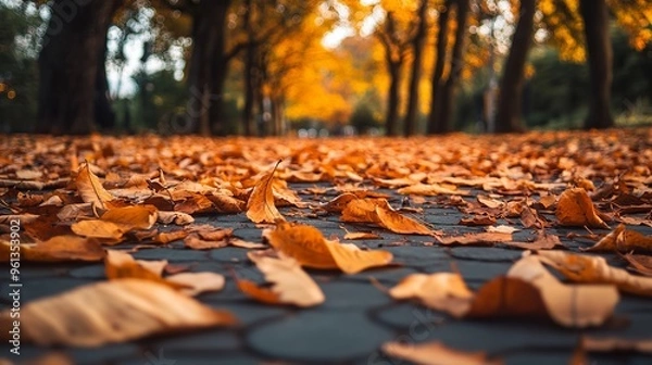 Fototapeta Beautiful orange leaves have fallen in the park, creating a perfect autumn scene.