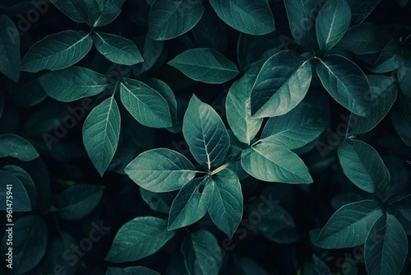 Obraz Minimalist aesthetic design of dark nature theme focus on texture