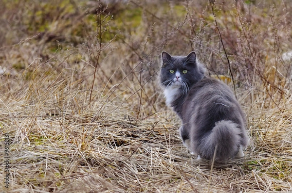 Obraz Март месяц в разгаре, коты в ударе