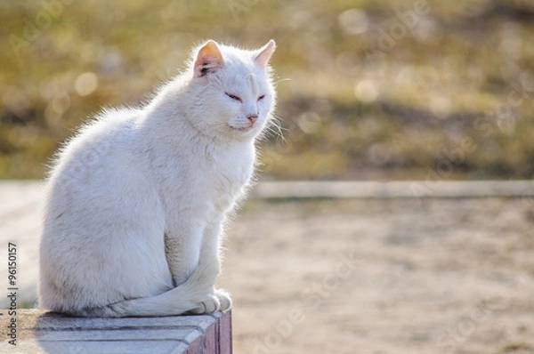 Obraz Сидела кошка на крылечке