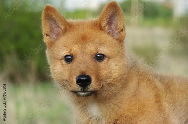 Obraz Щенок лайки