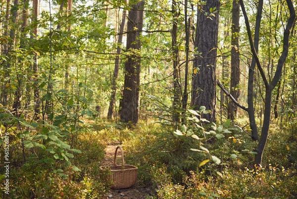 Fototapeta koszyk,leśna droga 