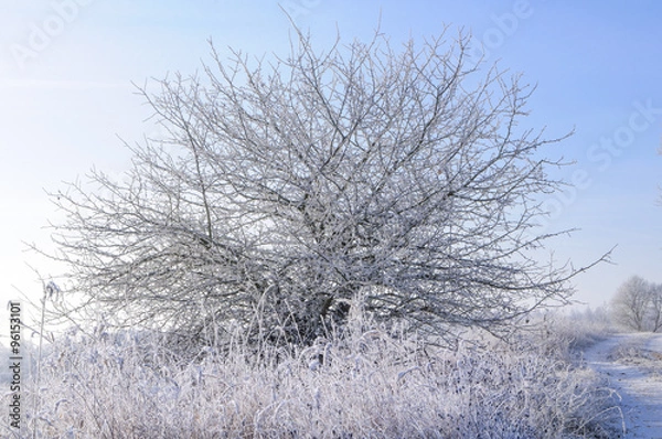 Obraz Одинокая дикая груша 