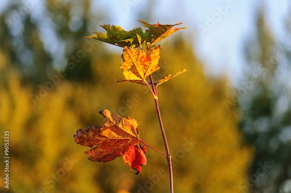 Obraz Золотые краски октября