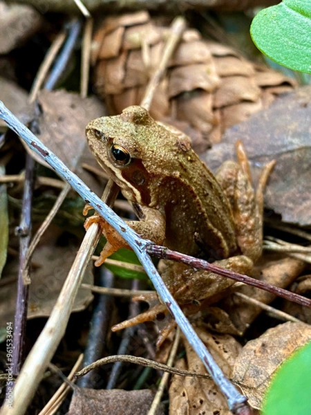 Fototapeta Frog in the forest. Close-up of a frog