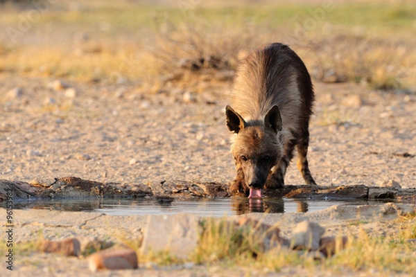 Fototapeta Brown hyaena drinking
