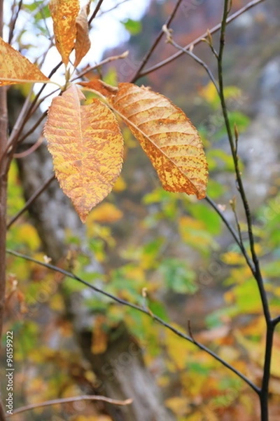 Fototapeta 黒部峡谷の紅葉