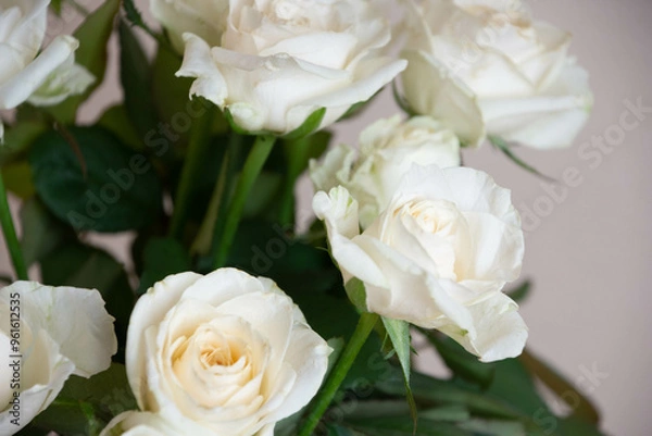 Fototapeta 白いバラ