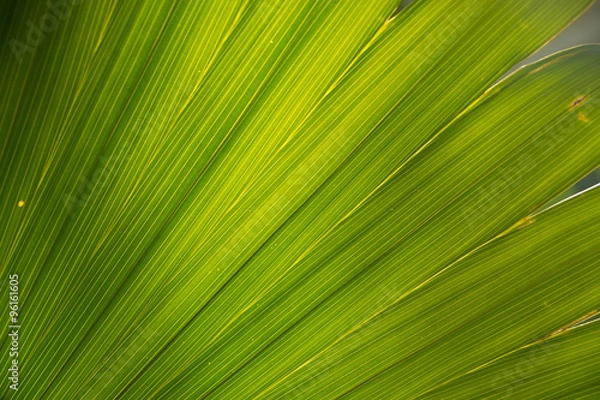 Obraz Palm leaf