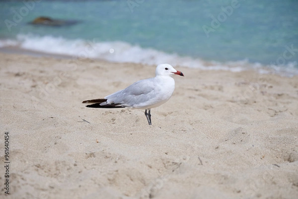 Fototapeta Möwe an Sandstrand mit Meer im Hintergrund
