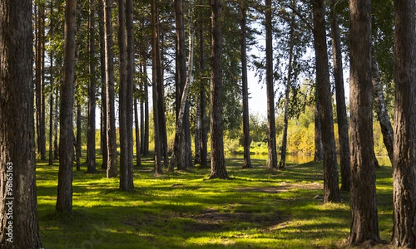 Fototapeta Sunny summer day in the cool shade of pine forests