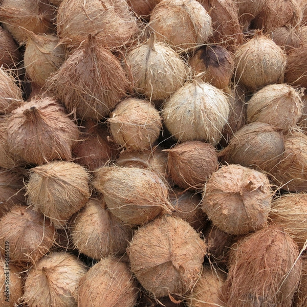 Obraz Heap of coconuts. Inhambane, Mozambique, Africa