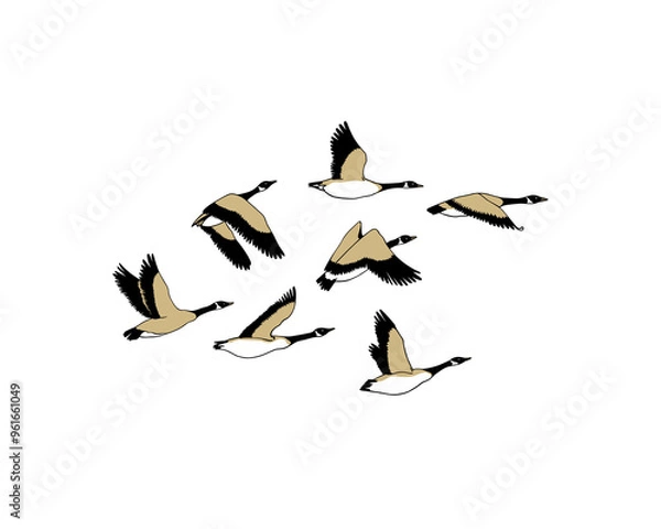 Fototapeta Vector card with hand drawn flock of flying wild geese. Beautiful animal design elements, ink drawing.
