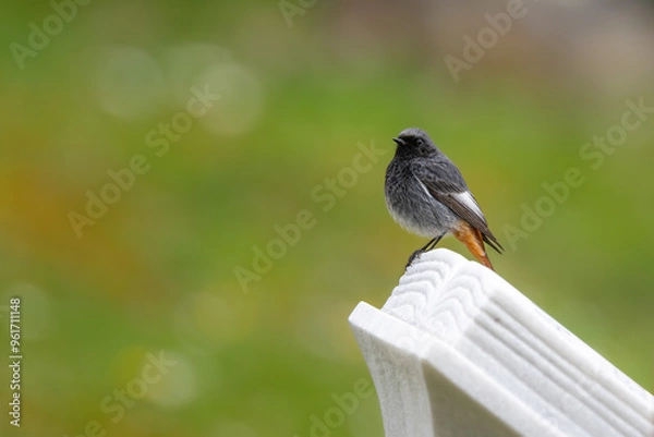 Fototapeta Black fluffy redstart sitting on a white book shaped tombstone on a bright spring day
