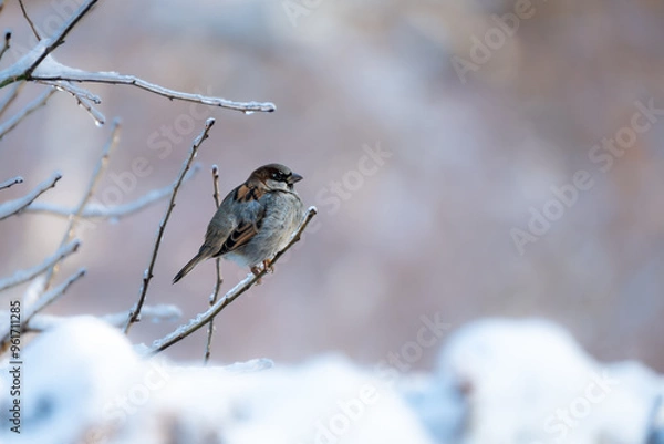 Fototapeta House sparrow is sitting on a frozen branch with snow in the background on a cold winter day