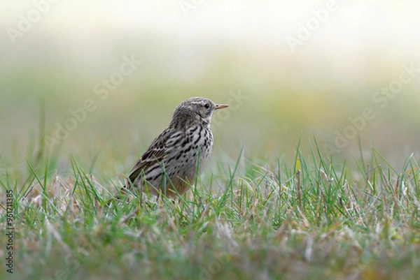 Fototapeta Meadow pipit sitting in short grass and looking into the distance