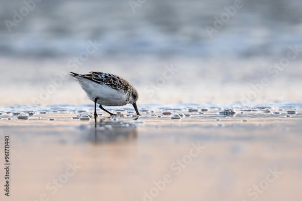 Fototapeta Sandpiper picking for food in the sand at the beach at sunset