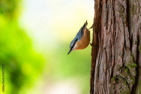 Fototapeta Colorful nuthatch hanging headfirst on a tree on a sunny bright summer day