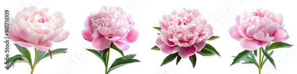 Fototapeta Paeonia (Peony) - Large lush blooms in pink white or red often used in bouquets. Isolated on Clear White Background Highly Detailed