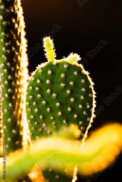 Obraz サボテン　キンエボシ　ウチワサボテン