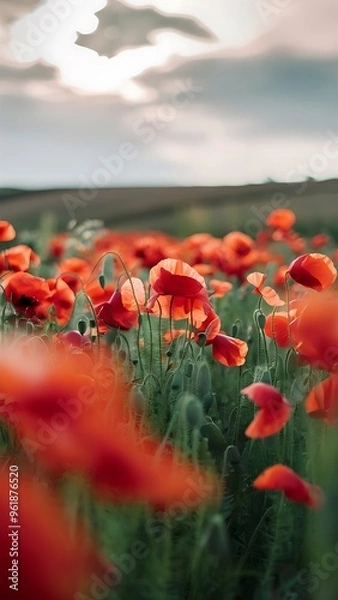 Fototapeta Blurred and defocused image of red beautiful poppies bloom, poppy red flowers meadow