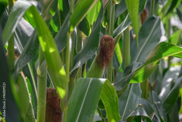 Fototapeta Hair on a corn cob on a plant.
