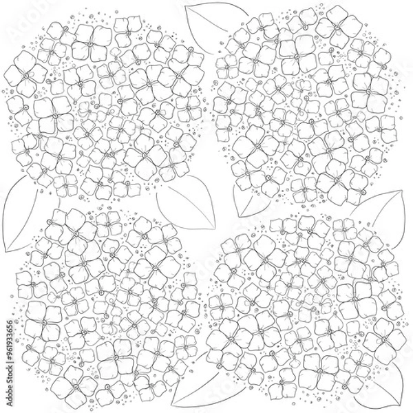 Obraz Hydrangea coloring page 