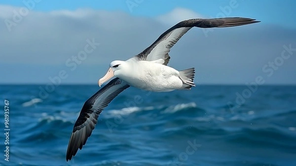Fototapeta Elegant albatross soaring over open ocean, massive wingspan: An elegant albatross soars effortlessly over the open ocean, its massive wingspan allowing it to glide for miles on the ocean breezes. 