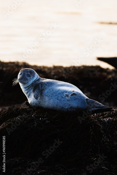 Fototapeta seal on the beach