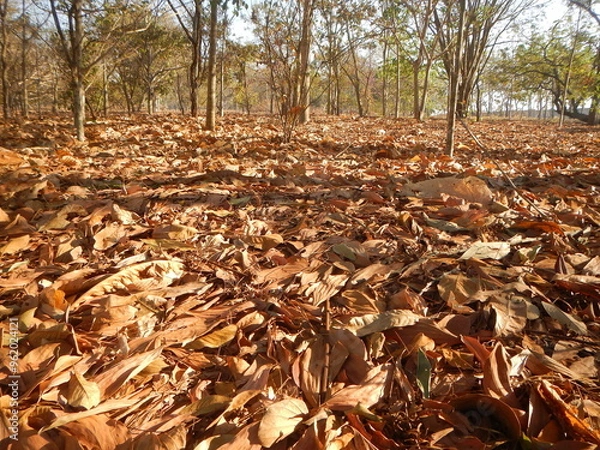 Fototapeta Photograph with a ground covered in dry leaves in the foreground and trees in the background
