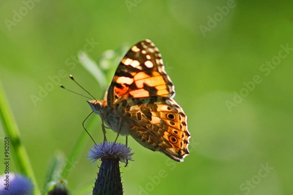 Fototapeta schmetterling