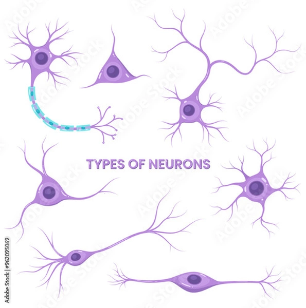 Fototapeta Types of neurons. Nerve cell