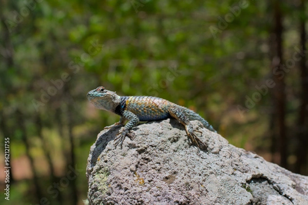 Fototapeta Close-up of a multi-colored lizard