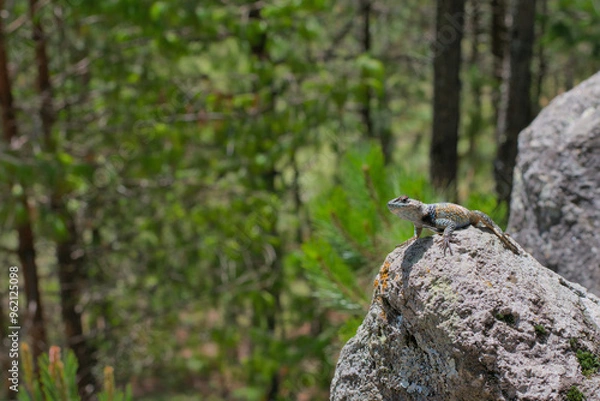 Obraz Blue spiny lizard with multicoloured scales