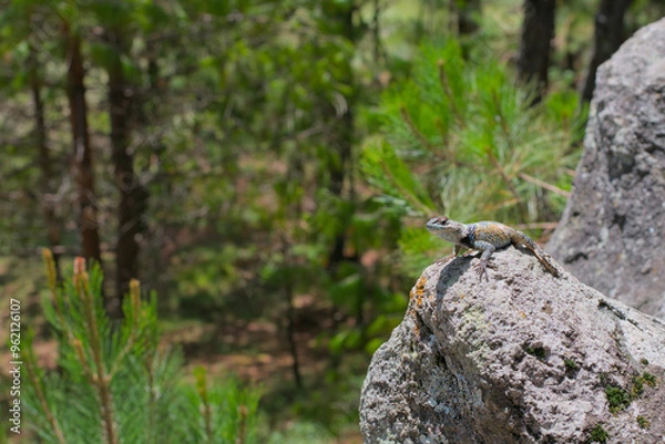 Obraz Multi-colored lizard on a rock