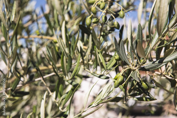 Obraz olive tree with green olives prior to harvesting