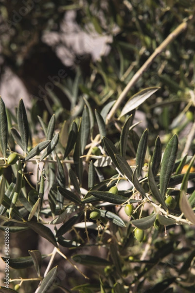 Obraz olive tree with green olives prior to harvesting