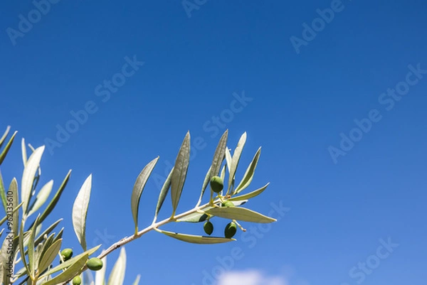 Obraz olive tree with green olives before harvesting with blue sky