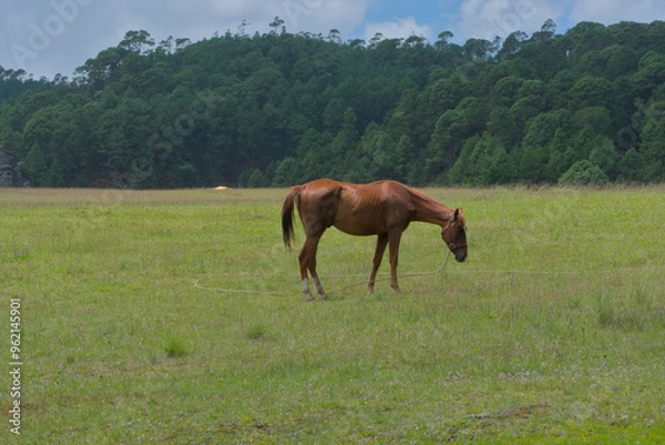 Obraz Brown horse in the middle of a pasture