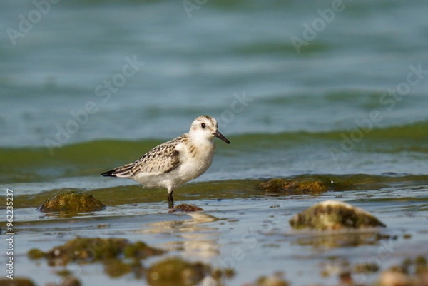 Fototapeta The sandpiper searches for food on the coast against the backdrop of beautiful waves. The sanderling (Calidris alba) is a small wading bird.
