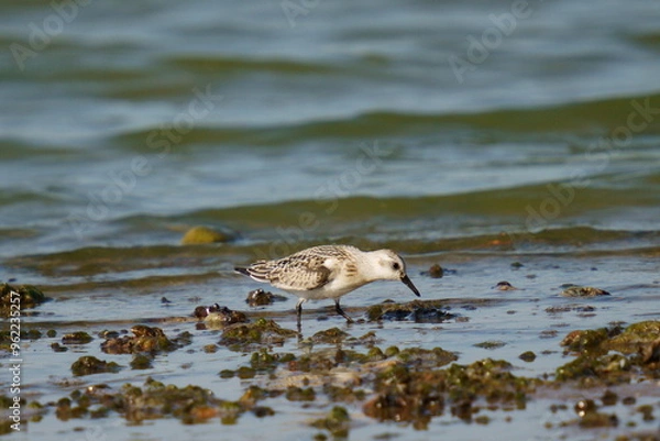 Fototapeta The sandpiper searches for food on the coast against the backdrop of beautiful waves. The sanderling (Calidris alba) is a small wading bird.
