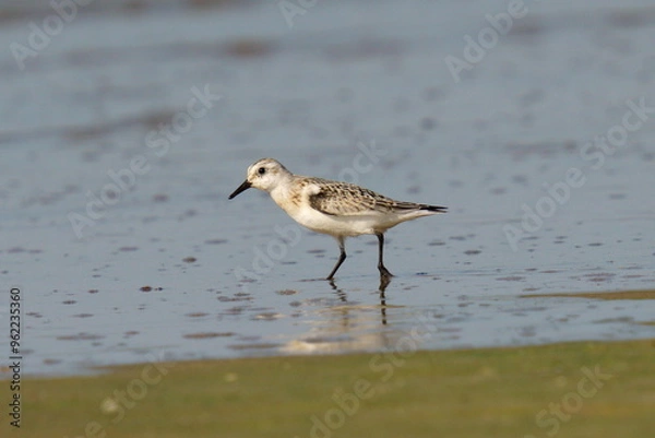 Fototapeta The sandpiper searches for food on the coast against the backdrop of beautiful waves. The sanderling (Calidris alba) is a small wading bird.