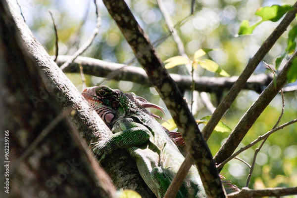 Fototapeta Iguana in St. Thomas Tree