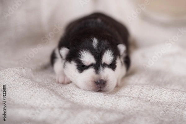 Fototapeta Cute Puppy Siberian husky