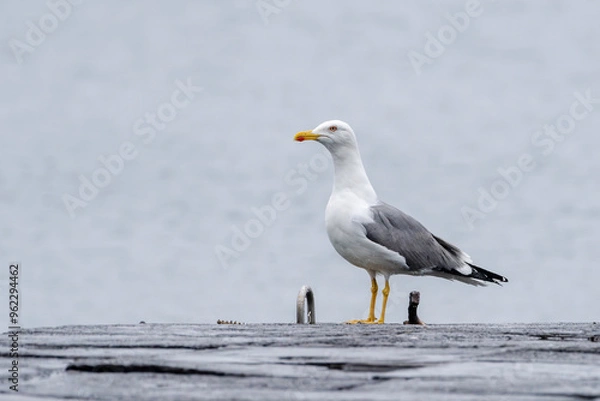 Fototapeta Yellow-legged gull in Ilha Graciosa, Azores