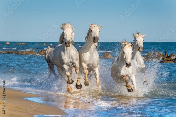 Fototapeta Stado białych koni Camargue szybko biegnie po wodzie w słońcu