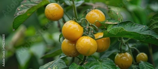 Fototapeta High Quality Image Of The Solanum Mammosum Fruit
