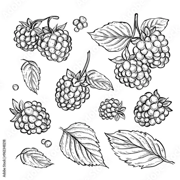 Obraz Vector hand drawn blackberry sketch, botanic collection with berries and leaves, line art