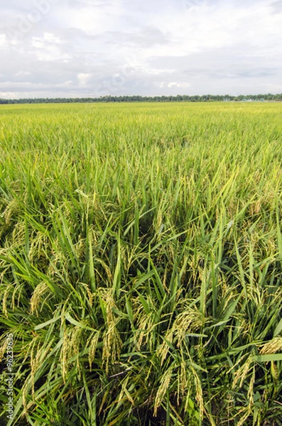 Fototapeta Green paddy field with tree landscape in Malaysia